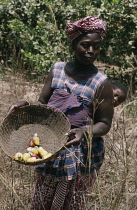 Cashew nut, Anacardium occidentale.