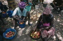 Cashew nut, Anacardium occidentale.