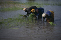 Rice, Oryza sativa.