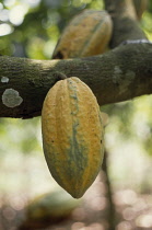Cocoa bean, Theobroma cacao.