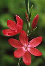 Kaffir lily, Schizostylis coccinea 'Major'.