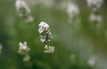 Lavender, Lavandula angustifolia 'Nana Alba'.