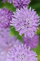 Chive, Allium schoenoprasum.