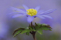 Anemone, Anemone blanda.