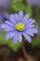 Anemone, Anemone blanda.