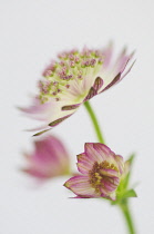 Astrantia, Astrantia maxima, Masterwort.