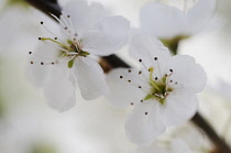 Blackthorn, Prunus spinosa, Sloe.