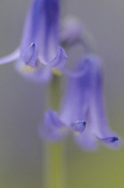 Bluebell, Hyacinthoides non-scripta, English bluebell.