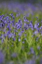 Bluebell, Hyacinthoides non-scripta, English bluebell.