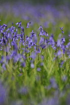 Bluebell, Hyacinthoides non-scripta, English bluebell.