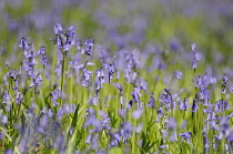 Bluebell, Hyacinthoides non-scripta, English bluebell.