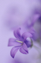 Campanula, Campanula isophylla, Bellflower, Italian bellflower.