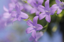 Campanula, Campanula isophylla, Bellflower, Italian bellflower.