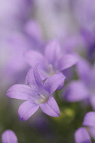 Campanula, Campanula isophylla, Bellflower, Italian bellflower.