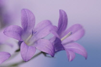 Campanula, Campanula isophylla, Bellflower, Italian bellflower.