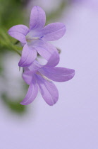 Campanula, Campanula isophylla, Bellflower, Italian bellflower.