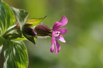 Campion, Silene dioica.