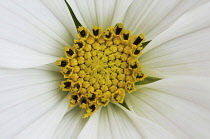 Cosmos, Cosmos bipinnatus 'Sonata White'.