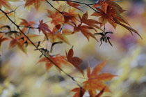 Japanese maple, Acer.