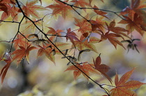 Japanese maple, Acer.