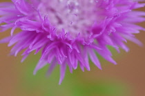 Knapweed, Centaurea nigra.