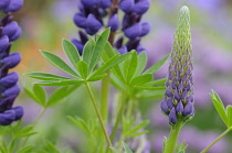 Lupin, Lupinus.