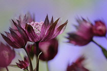 Masterwort, Astrantia carniolica 'Rubra', Dwarf red masterwort.
