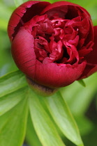 Peony, Paeonia officinalis.