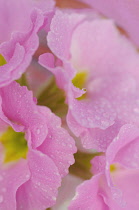 Primrose, Primula.