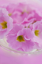 Primrose, Primula.