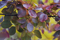 Smoke bush, Cotinus coggygria 'Royal Purple'.