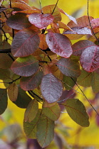 Smoke bush, Cotinus coggygria 'Royal Purple'.