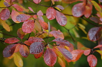 Smoke bush, Cotinus coggygria 'Royal Purple'.