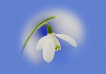 Snowdrop, Galanthus nivalis.