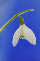 Snowdrop, Galanthus nivalis.