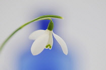 Snowdrop, Galanthus nivalis.