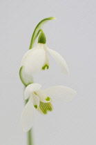 Snowdrop, Galanthus nivalis.
