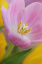 Tulip, Tulipa.