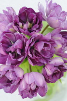 Tulip, Tulipa.