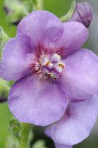 Verbascum, Verbascum 'Sugar Plum', Mullein.