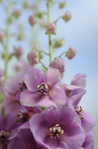 Verbascum, Verbascum 'Sugar Plum', Mullein.