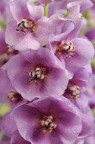 Verbascum, Verbascum 'Sugar Plum', Mullein.