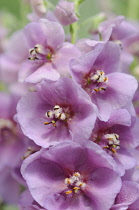 Verbascum, Verbascum 'Sugar Plum', Mullein.