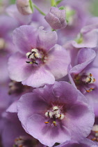 Verbascum, Verbascum 'Sugar Plum', Mullein.