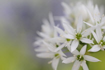 Wild garlic, Allium ursinum, Ramsons.