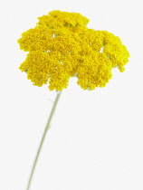 Yarrow, Achillea filipendulina 'Gold Plate'.