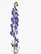 Monkshood, Aconitum napellus.