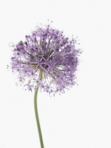 Allium, Allium 'Gladiator'.