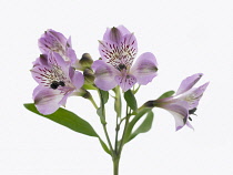 Alstroemeria, Peruvian lily.