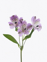 Alstroemeria, Peruvian lily.